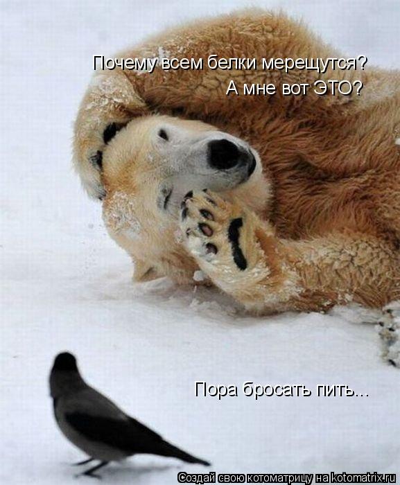 Почему всем белки мерещутся? А мне вот ЭТО? Пора бросать пить...... Котоматрица: Почему всем белки мерещутся? А мне вот ЭТО? Пора бросать пить...