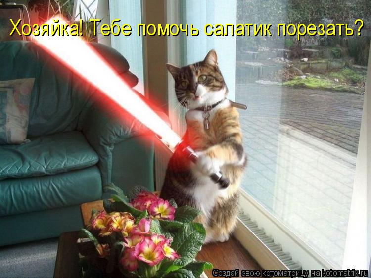 Котоматрица: Хозяйка! Тебе помочь салатик порезать?
