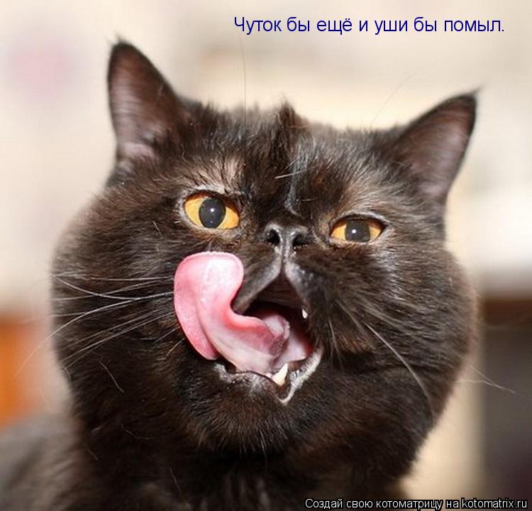 Котоматрица: Чуток бы ещё и уши бы помыл.