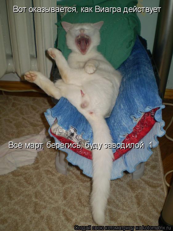 Вот оказывается, как Виагра действует Всё март, берегись, буду заводилой №1... Котоматрица: Вот оказывается, как Виагра действует Всё март, берегись, буду заводилой №1