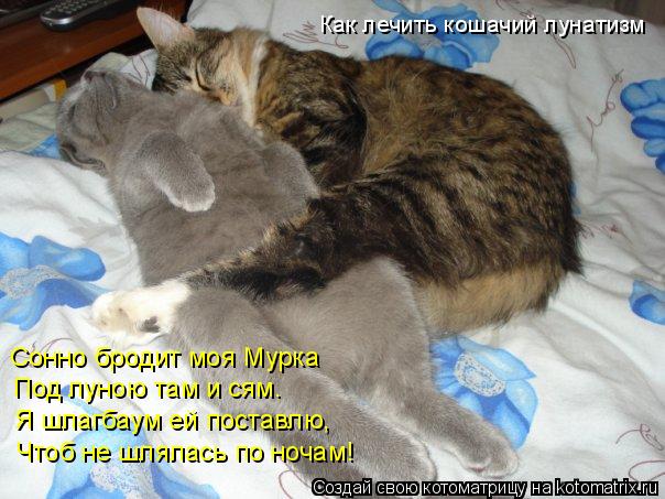 Сонно бродит моя Мурка Под луною там и сям. Я шлагбаум ей поставлю, Чтоб не шлялась по ночам! Как ле... Котоматрица: Сонно бродит моя Мурка Под луною там и сям. Я шлагбаум ей поставлю, Чтоб не шлялась по ночам! Как лечить кошачий лунатизм