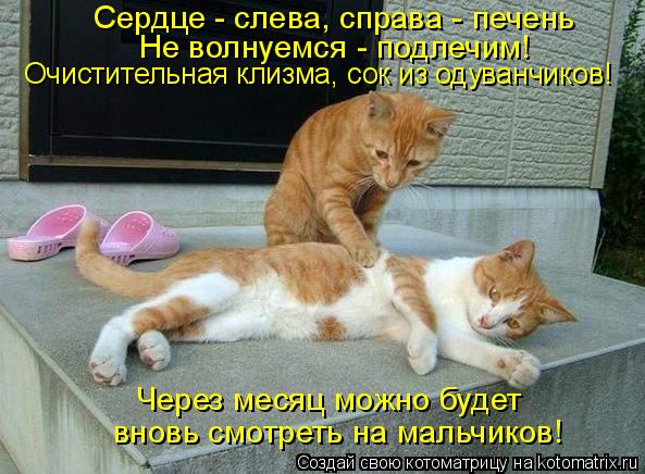 Сердце - слева, справа - печень Не волнуемся - подлечим! Очистительная клизма, сок из одуванчиков! Че... Котоматрица: Сердце - слева, справа - печень Не волнуемся - подлечим! Очистительная клизма, сок из одуванчиков! Через месяц можно будет вновь смотреть на м
