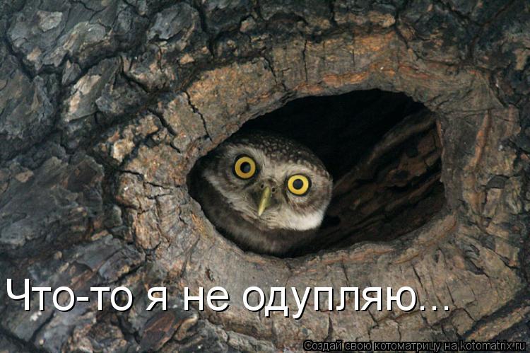 Что-то я не одупляю...... Котоматрица: Что-то я не одупляю...