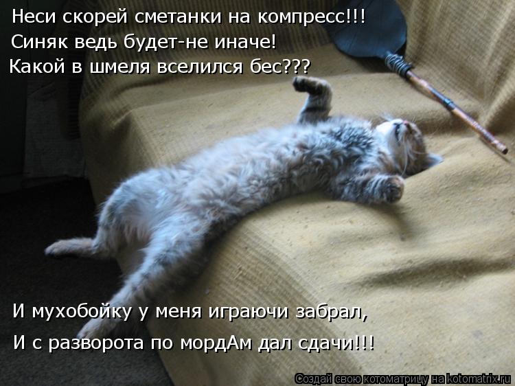 Неси скорей сметанки на компресс!!! Синяк ведь будет-не иначе! Какой в шмеля вселился бес??? И мухобо... Котоматрица: Неси скорей сметанки на компресс!!! Синяк ведь будет-не иначе! Какой в шмеля вселился бес??? И мухобойку у меня играючи забрал, И с разворота п