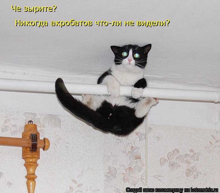 Котоматрица: Че зырите? Никогда акробатов что-ли не видели?