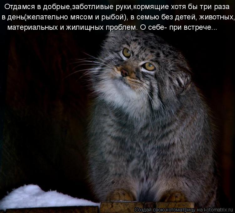 Котоматрица: Отдамся в добрые,заботливые руки,кормящие хотя бы три раза в день(желательно мясом и рыбой), в семью без детей, животных, материальных и жили