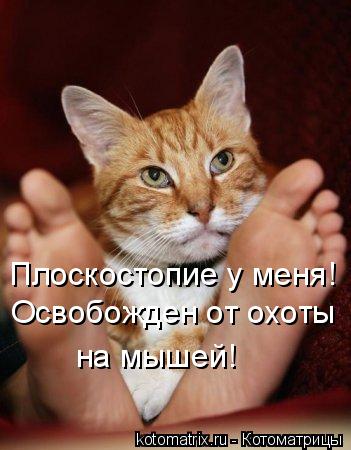 Плоскостопие у меня! Освобожден от охоты на мышей!... Котоматрица: Плоскостопие у меня! Освобожден от охоты на мышей!