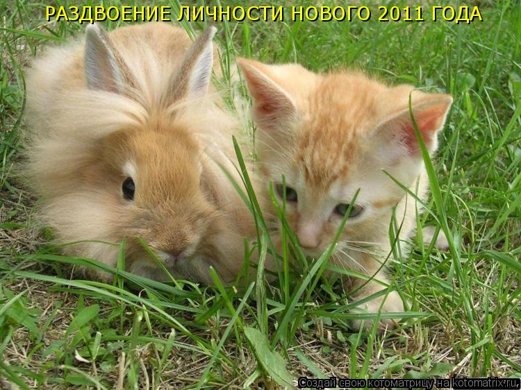 РАЗДВОЕНИЕ ЛИЧНОСТИ НОВОГО 2011 ГОДА... Котоматрица: РАЗДВОЕНИЕ ЛИЧНОСТИ НОВОГО 2011 ГОДА