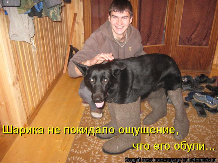Котоматрица: Шарика не покидало ощущение,  что его обули...