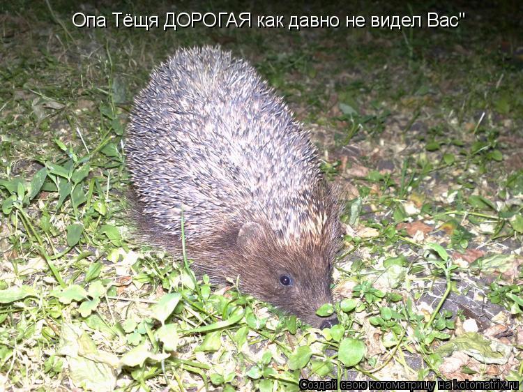 Котоматрица: Опа Тёщя ДОРОГАЯ как давно не видел Вас" Опа Тёщя ДОРОГАЯ как давно не видел Вас"