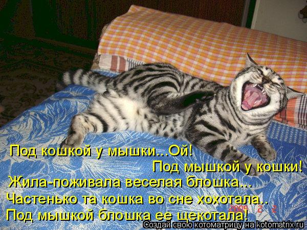 Под кошкой у мышки...Ой! Под мышкой у кошки! Жила-поживала веселая блошка... Частенько та кошка во с... Котоматрица: Под кошкой у мышки...Ой! Под мышкой у кошки! Жила-поживала веселая блошка... Частенько та кошка во сне хохотала.. Под мышкой блошка ее щекотала