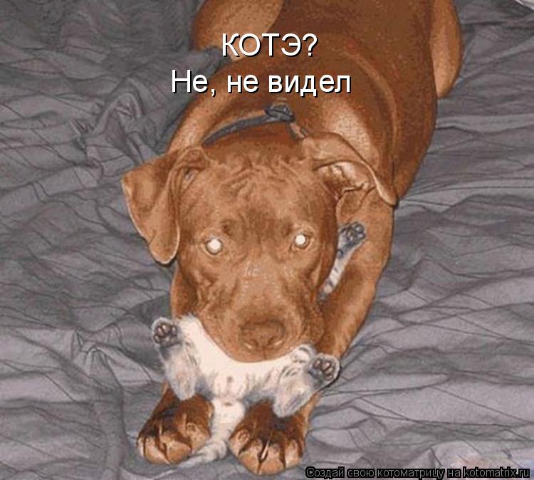 КОТЭ? Не, не видел... Котоматрица: КОТЭ? Не, не видел