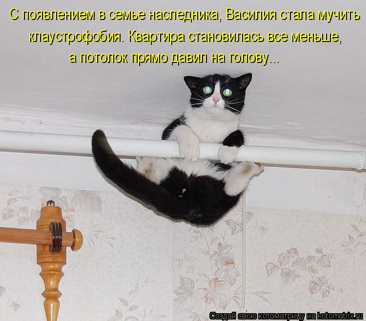 Котоматрица: С появлением в семье наследника, Василия стала мучить   клаустрофобия. Квартира становилась все меньше,   а потолок прямо давил на голову...