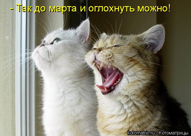 Котоматрица: - Так до марта и оглохнуть можно!