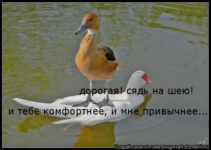 дорогая! сядь на шею! и тебе комфортнее, и мне привычнее...... Котоматрица: дорогая! сядь на шею! и тебе комфортнее, и мне привычнее...