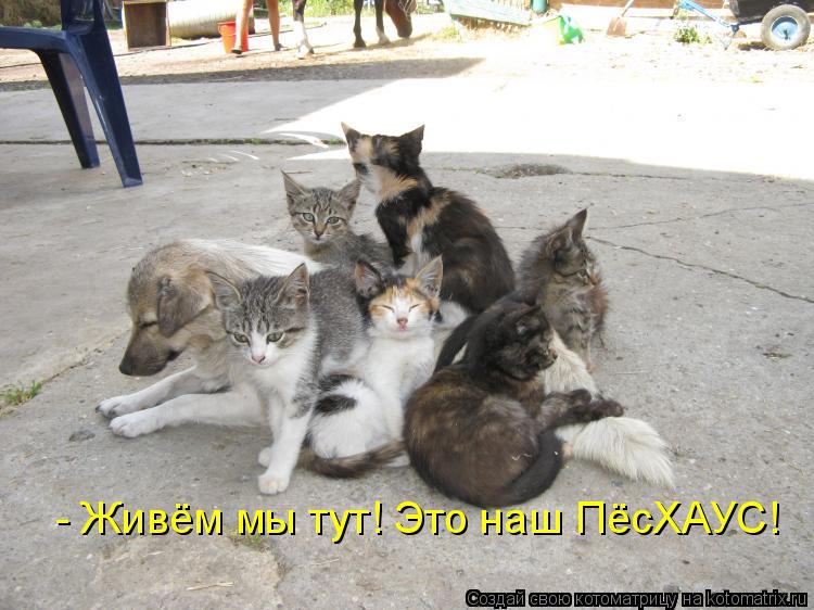- Живём мы тут! Это наш ПёсХАУС!... Котоматрица: - Живём мы тут! Это наш ПёсХАУС!