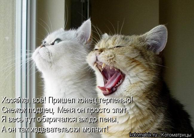 Хозяйка, всё! Пришел конец терпенью! Снежок подлец. Меня он просто злит. Я весь тут обкричался аж до ... Котоматрица: Хозяйка, всё! Пришел конец терпенью! Снежок подлец. Меня он просто злит. Я весь тут обкричался аж до пены, А он так издевательски молчит!