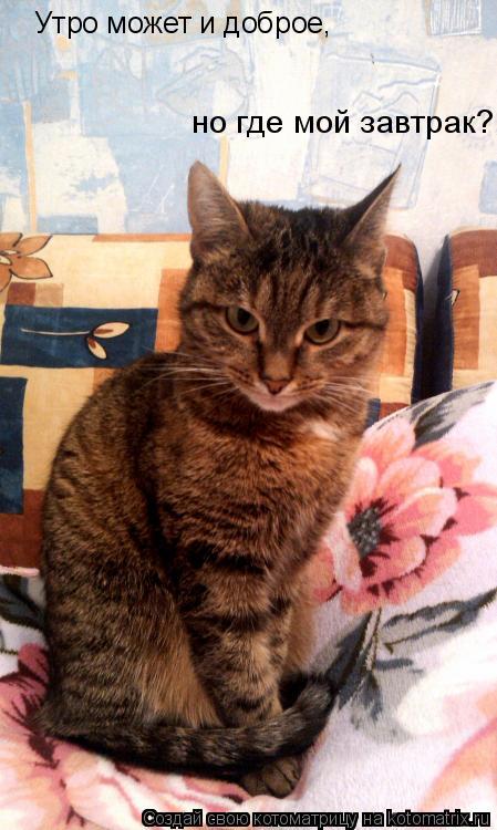 Котоматрица: Утро может и доброе, но где мой завтрак?