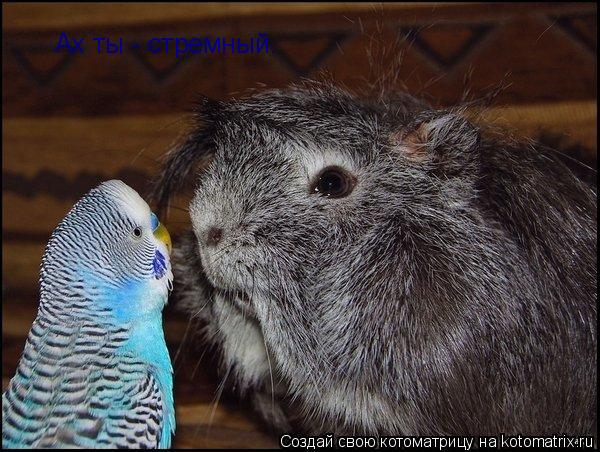 Ах ты - стремный.... Котоматрица: Ах ты - стремный.