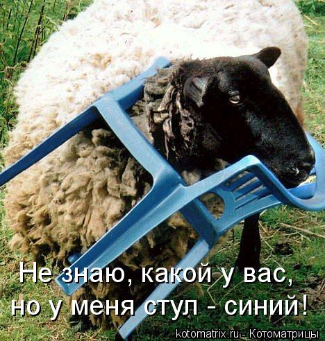 Котоматрица: Не знаю, какой у вас, но у меня стул - синий!