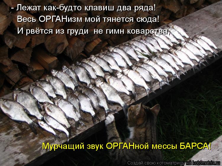 - Лежат как-будто клавиш два ряда! Весь ОРГАНизм мой тянется сюда! И рвётся из груди не гимн коварст... Котоматрица: - Лежат как-будто клавиш два ряда! Весь ОРГАНизм мой тянется сюда! И рвётся из груди не гимн коварства, Мурчащий звук ОРГАНной мессы БАРСА!