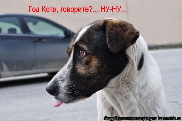 Год Кота, говорите?... НУ-НУ...... Котоматрица: Год Кота, говорите?... НУ-НУ...
