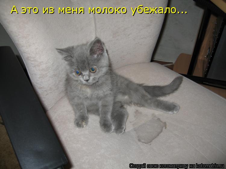 Котоматрица: А это из меня молоко убежало...