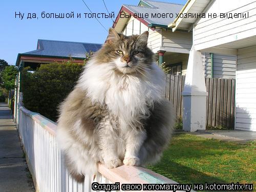 Ну да, большой и толстый. Вы еще моего хозяина не видели!... Котоматрица: Ну да, большой и толстый. Вы еще моего хозяина не видели!