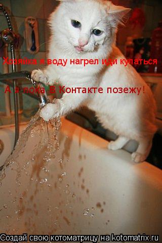 А я пока В Контакте позежу! Хозяйка я воду нагрел иди купаться... Котоматрица: А я пока В Контакте позежу! Хозяйка я воду нагрел иди купаться