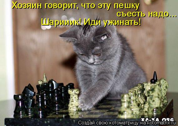 Хозяин говорит, что эту пешку съесть надо... Шарииик! Иди ужинать!... Котоматрица: Хозяин говорит, что эту пешку съесть надо... Шарииик! Иди ужинать!