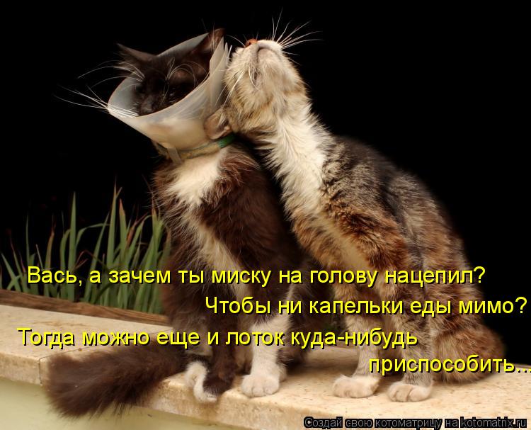 Вась, а зачем ты миску на голову нацепил? Чтобы ни капельки еды мимо? Тогда можно еще и лоток куда-... Котоматрица: Вась, а зачем ты миску на голову нацепил? Чтобы ни капельки еды мимо? Тогда можно еще и лоток куда-нибудь приспособить...
