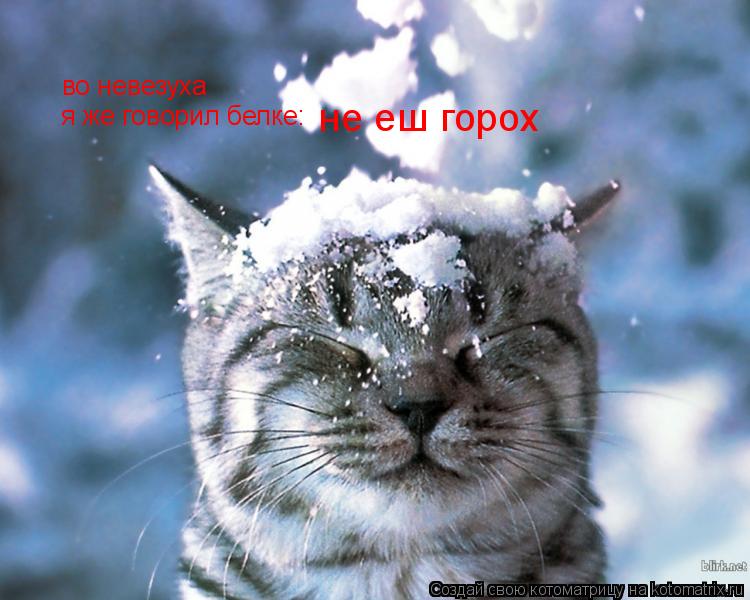 во невезуха я же говорил белке: не еш горох... Котоматрица: во невезуха я же говорил белке: не еш горох