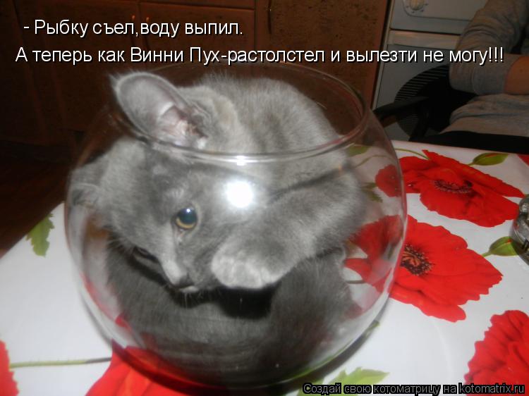 Рыбку съел,воду выпил. А теперь как Винни Пух-растолстел и вылезти не могу!!! -... Котоматрица: Рыбку съел,воду выпил. А теперь как Винни Пух-растолстел и вылезти не могу!!! -