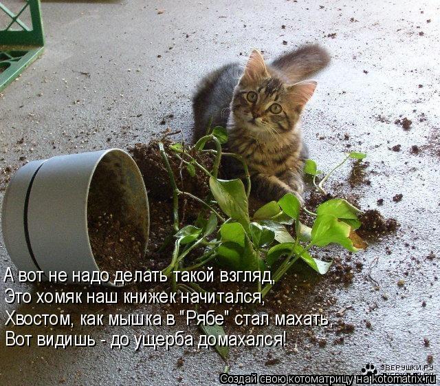 А вот не надо делать такой взгляд, Это хомяк наш книжек начитался, Хвостом, как мышка в "Рябе" стал м... Котоматрица: А вот не надо делать такой взгляд, Это хомяк наш книжек начитался, Хвостом, как мышка в "Рябе" стал махать, Вот видишь - до ущерба домахался!