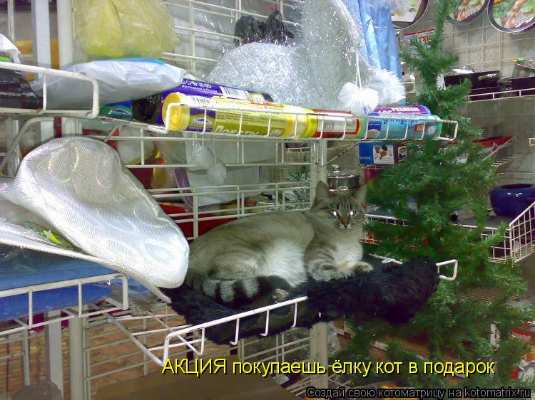Котоматрица: АКЦИЯ покупаешь ёлку кот в подарок
