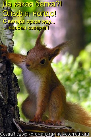 Да какая белка?! Эльф я, нолдо! С вечера орков жду... ... совсем озверел!... Котоматрица: Да какая белка?! Эльф я, нолдо! С вечера орков жду... ... совсем озверел!