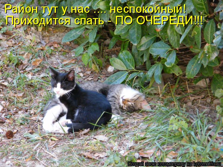 Район тут у нас .... неспокойный! Приходится спать - ПО ОЧЕРЕДИ!!!... Котоматрица: Район тут у нас .... неспокойный! Приходится спать - ПО ОЧЕРЕДИ!!!