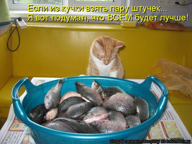 Если из кучки взять пару штучек... Я вот подумал, что ВСЕМ будет лучше!... Котоматрица: Если из кучки взять пару штучек... Я вот подумал, что ВСЕМ будет лучше!