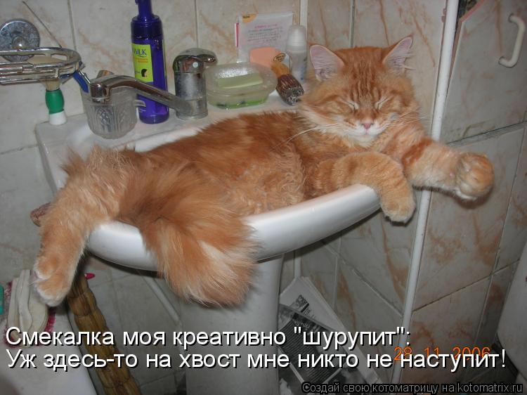 Смекалка моя креативно "шурупит": Уж здесь-то на хвост мне никто не наступит!... Котоматрица: Смекалка моя креативно "шурупит": Уж здесь-то на хвост мне никто не наступит!