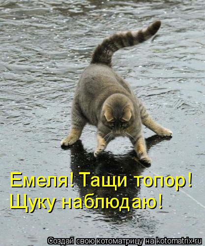 Емеля! Тащи топор! Щуку наблюдаю!... Котоматрица: Емеля! Тащи топор! Щуку наблюдаю!