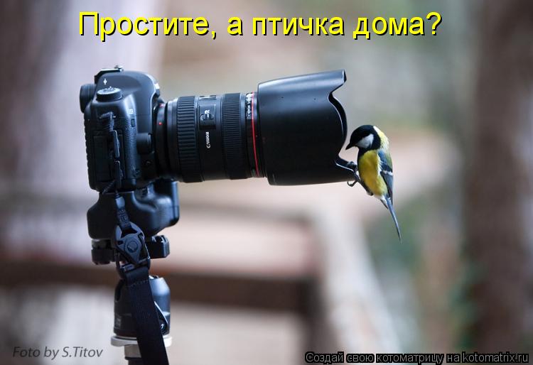 Котоматрица: Простите, а птичка дома?