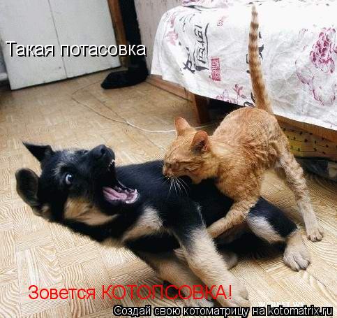 Такая потасовка Зовется КОТОПСОВКА!... Котоматрица: Такая потасовка Зовется КОТОПСОВКА!