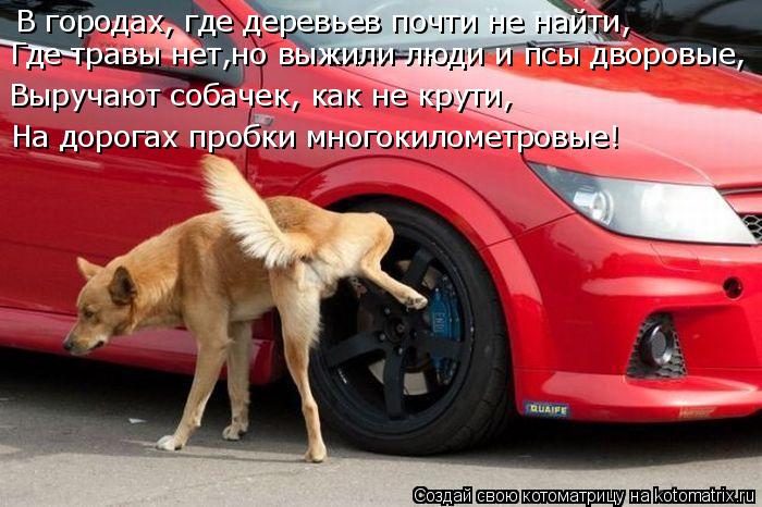 В городах, где деревьев почти не найти, Где травы нет,но выжили люди и псы дворовые, Выручают собачек... Котоматрица: В городах, где деревьев почти не найти, Где травы нет,но выжили люди и псы дворовые, Выручают собачек, как не крути, На дорогах пробки многоки