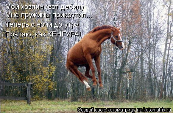 Мой хозяин (вот дебил) Мне пружины прикрутил... Теперь с ночи до утра Прыгаю, как КЕНГУРА!... Котоматрица: Мой хозяин (вот дебил) Мне пружины прикрутил... Теперь с ночи до утра Прыгаю, как КЕНГУРА!