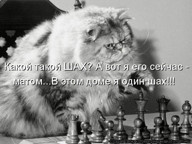 Какой такой ШАХ? А вот я его сейчас - матом...В этом доме я один шах!!!... Котоматрица: Какой такой ШАХ? А вот я его сейчас - матом...В этом доме я один шах!!!