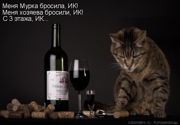 Котоматрица: Меня Мурка бросила, ИК! Меня хозяева бросили, ИК! С 3 этажа, ИК...