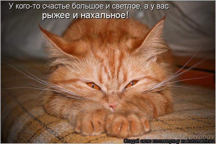Котоматрица: У кого-то счастье большое и светлое, а у вас рыжее и нахальное!