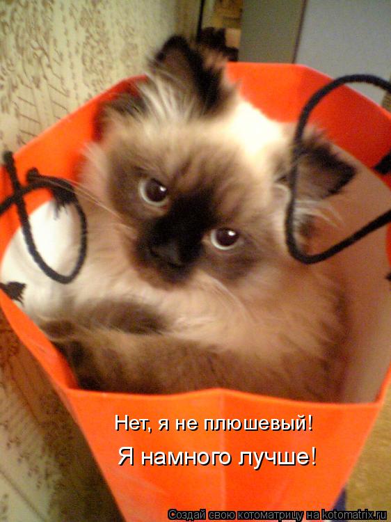 Котоматрица: Нет, я не плюшевый! Я намного лучше!