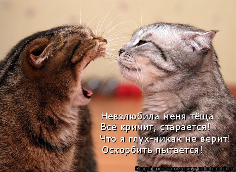 Невзлюбила меня тёща Всё кричит, старается! Что я глух-никак не верит! Оскорбить пытается!... Котоматрица: Невзлюбила меня тёща Всё кричит, старается! Что я глух-никак не верит! Оскорбить пытается!