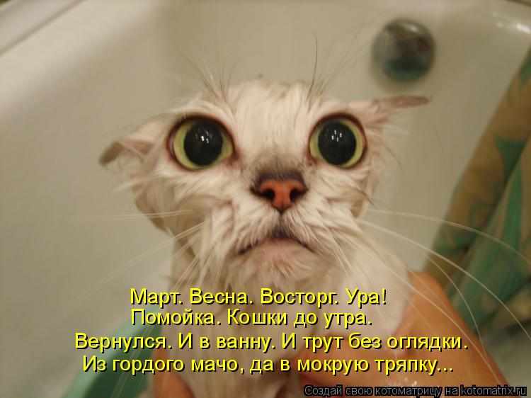 Март. Весна. Восторг. Ура! Помойка. Кошки до утра. Вернулся. И в ванну. И трут без оглядки. Из горд... Котоматрица: Март. Весна. Восторг. Ура! Помойка. Кошки до утра. Вернулся. И в ванну. И трут без оглядки. Из гордого мачо, да в мокрую тряпку...